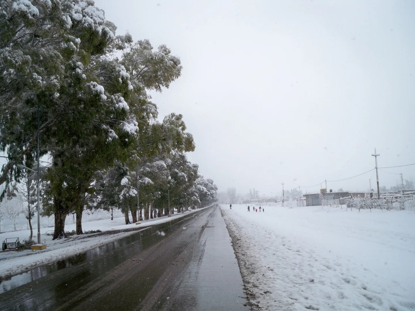 Camino nevado entre los árboles